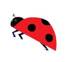 Ladybird pic(1)